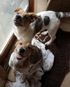 Wq Litter Champagne (Bonded) - ADOPTED 01.30.17