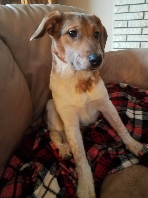 Wq Litter Champagne (Bonded) - ADOPTED 01.30.17