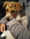 Wq Litter Chardonnay (Bonded) - ADOPTED 01.30.17