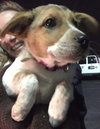 Wq Litter Chardonnay (Bonded) - ADOPTED 01.30.17
