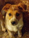 Wq Litter Chardonnay (Bonded) - ADOPTED 01.30.17