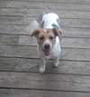 Wq Litter Chardonnay (Bonded) - ADOPTED 01.30.17