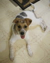 Wq Litter Chardonnay (Bonded) - ADOPTED 01.30.17