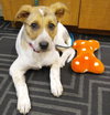 Wq Litter Chardonnay (Bonded) - ADOPTED 01.30.17