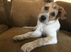 Wq Litter Chardonnay (Bonded) - ADOPTED 01.30.17