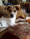 Wq Litter Chardonnay (Bonded) - ADOPTED 01.30.17