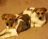 Wq Litter Chardonnay (Bonded) - ADOPTED 01.30.17