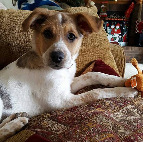 Wq Litter Chardonnay (Bonded) - ADOPTED 01.30.17