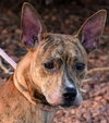 Dova - ADOPTED 02.12.17
