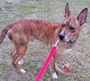 Dova - ADOPTED 02.12.17