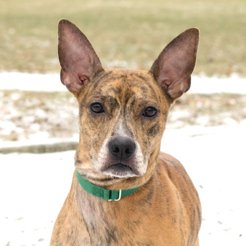 Dova - ADOPTED 02.12.17