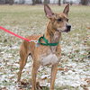 Dova - ADOPTED 02.12.17