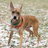 Dova - ADOPTED 02.12.17