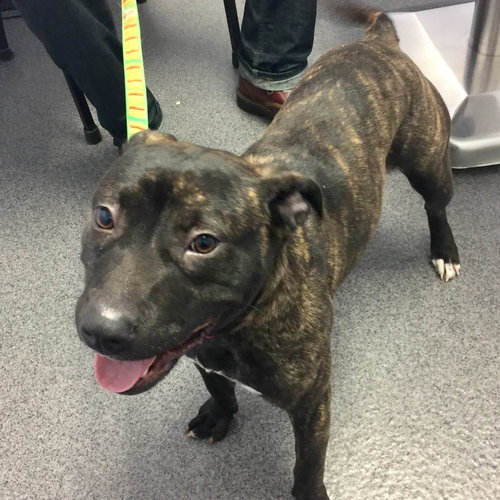 Twinkle - ADOPTED 02.26.17