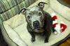 Birdie (BC) - ADOPTED 11.25.18