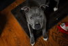 Birdie (BC) - ADOPTED 11.25.18