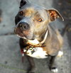 Birdie (BC) - ADOPTED 11.25.18