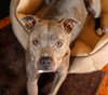 Birdie (BC) - ADOPTED 11.25.18