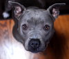 Birdie (BC) - ADOPTED 11.25.18