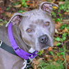 Birdie (BC) - ADOPTED 11.25.18