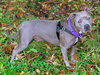 Birdie (BC) - ADOPTED 11.25.18