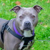 Birdie (BC) - ADOPTED 11.25.18