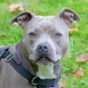 Birdie (BC) - ADOPTED 11.25.18