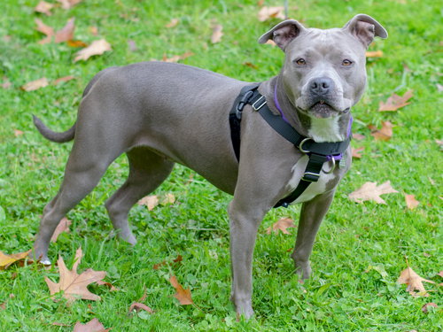 Birdie (BC) - ADOPTED 11.25.18