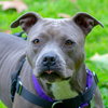 Birdie (BC) - ADOPTED 11.25.18