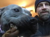Birdie (BC) - ADOPTED 11.25.18