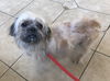 Wilbert - ADOPTED 3.27.17