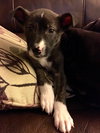 Rosita - ADOPTED 05.22.17