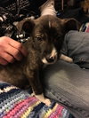 Rosita - ADOPTED 05.22.17