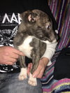 Rosita - ADOPTED 05.22.17