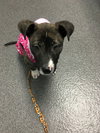 Rosita - ADOPTED 05.22.17