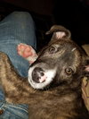 Rosita - ADOPTED 05.22.17