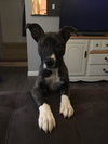 Rosita - ADOPTED 05.22.17