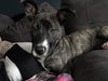 Rosita - ADOPTED 05.22.17