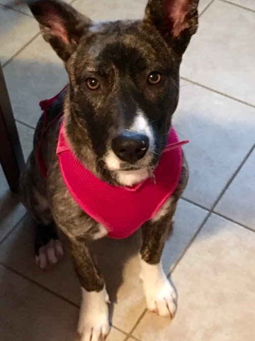 Rosita - ADOPTED 05.22.17