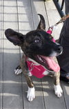Rosita - ADOPTED 05.22.17