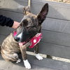Rosita - ADOPTED 05.22.17