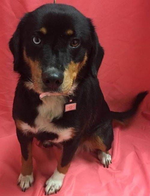 Kuipo - ADOPTED 03.12.17