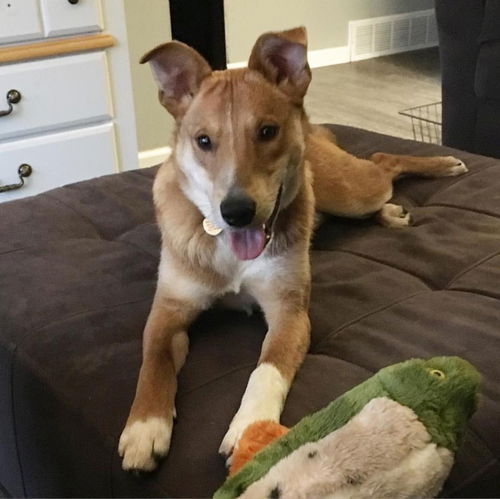 Torque - ADOPTED 02.27.17