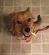Mona - ADOPTED 05.03.17