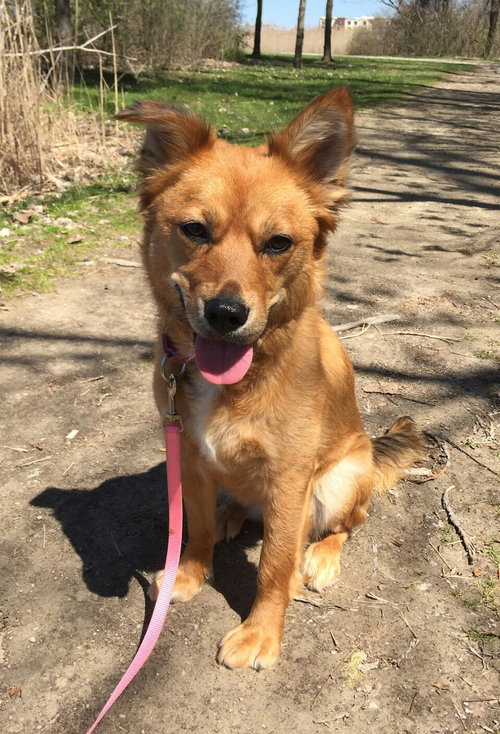 Mona - ADOPTED 05.03.17