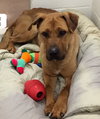 Temo - ADOPTED 10.19.18