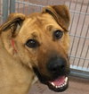 Temo - ADOPTED 10.19.18