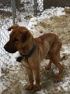 Temo - ADOPTED 10.19.18