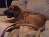 Temo - ADOPTED 10.19.18