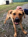 Temo - ADOPTED 10.19.18
